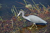 Aigrette bleue