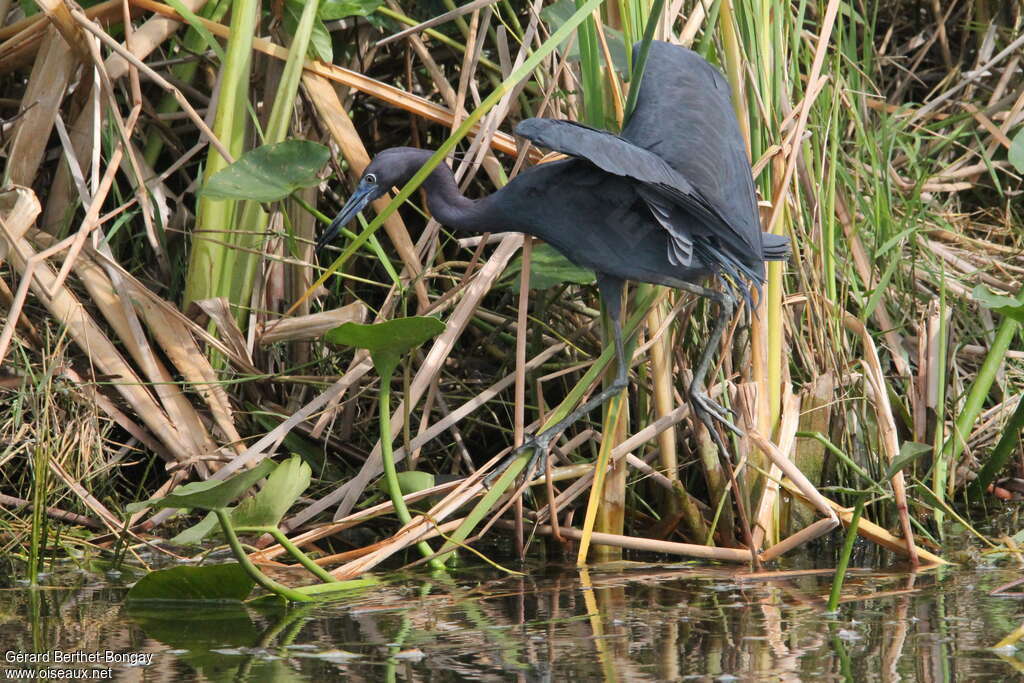 Aigrette bleueadulte, habitat, marche