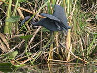 Aigrette bleue