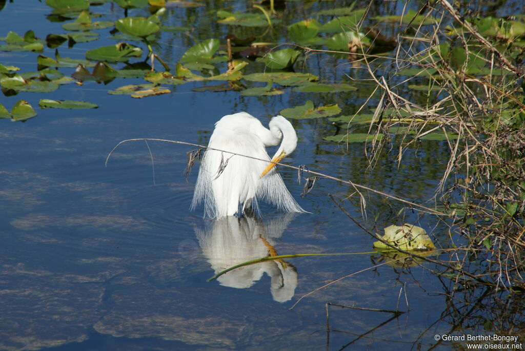 Aigrette neigeuse