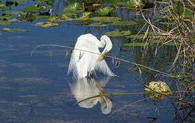 Aigrette neigeuse