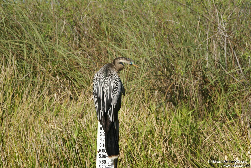 Anhinga d'Amérique