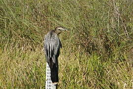 Anhinga d'Amérique