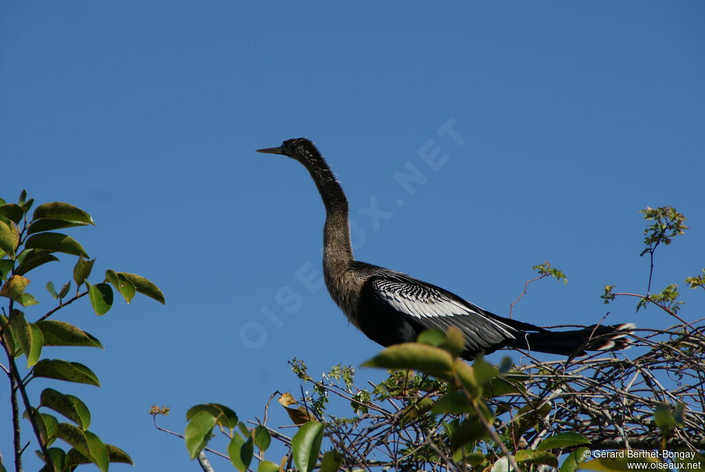 Anhinga d'Amérique