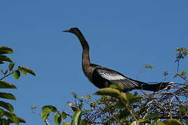 Anhinga