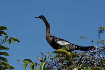 Anhinga d'Amérique