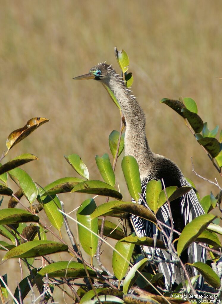 Anhinga