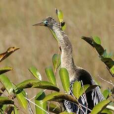 Anhinga d'Amérique