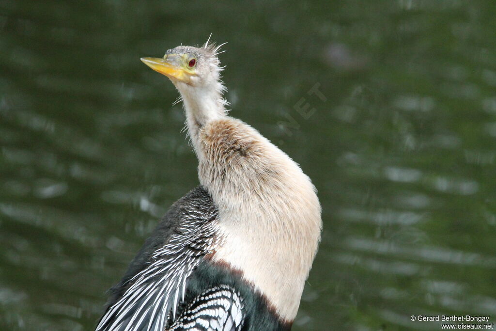 Anhingajuvenile