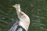 Anhinga d'Amérique