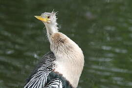 Anhinga