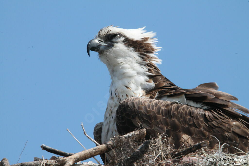 Osprey