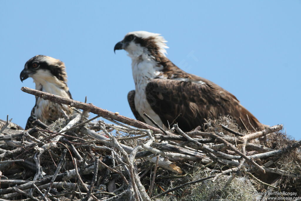 Osprey