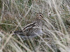 South American Snipe