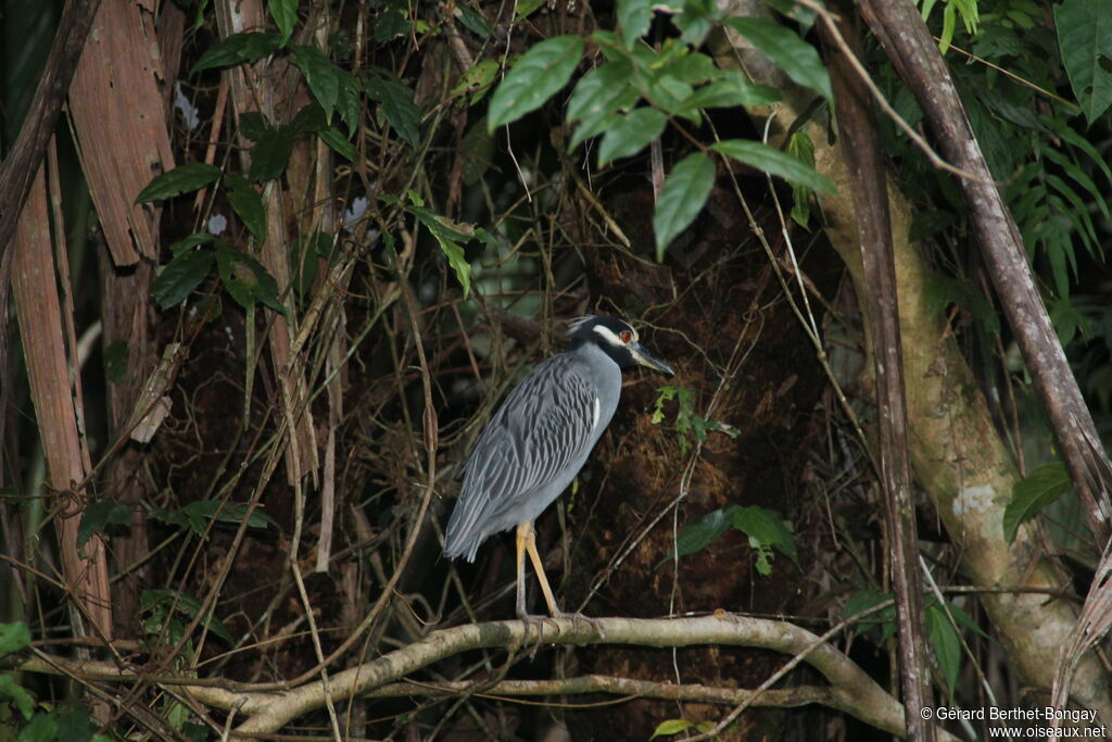 Yellow-crowned Night Heron