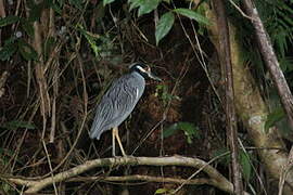 Yellow-crowned Night Heron