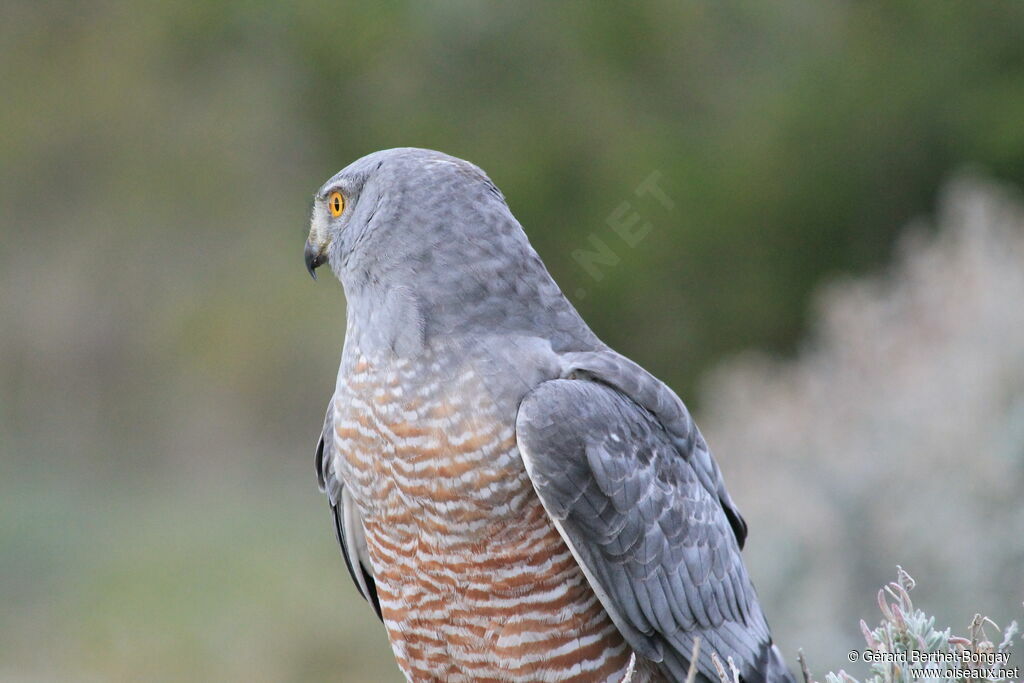 Cinereous Harrier