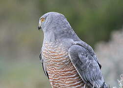 Cinereous Harrier