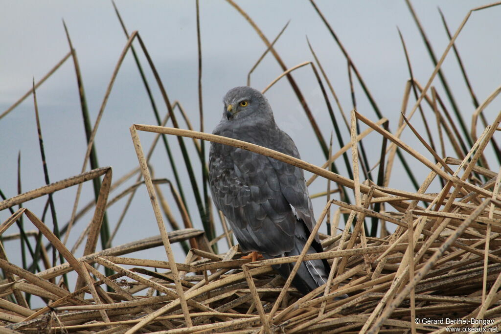 Cinereous Harrier