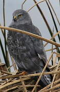 Cinereous Harrier