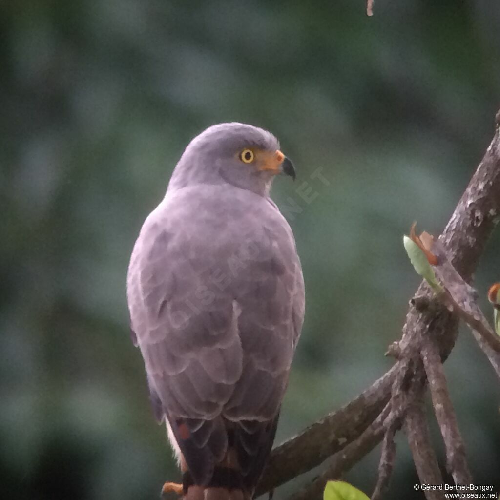 Roadside Hawk