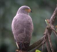 Roadside Hawk