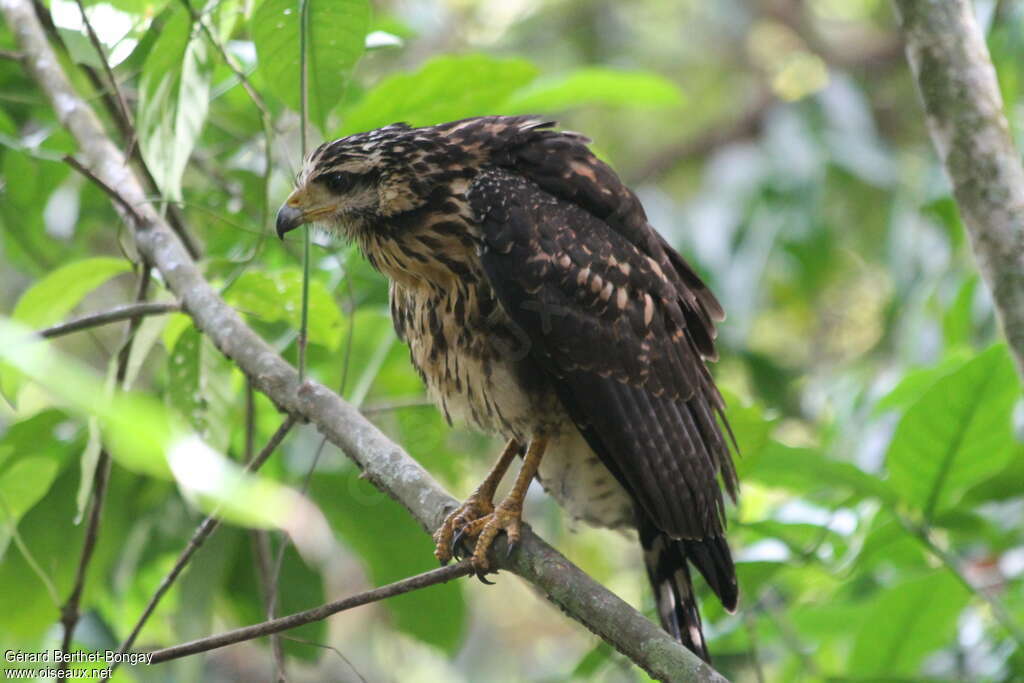 Buse noirejuvénile, identification