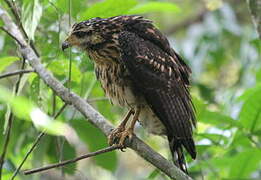 Common Black Hawk