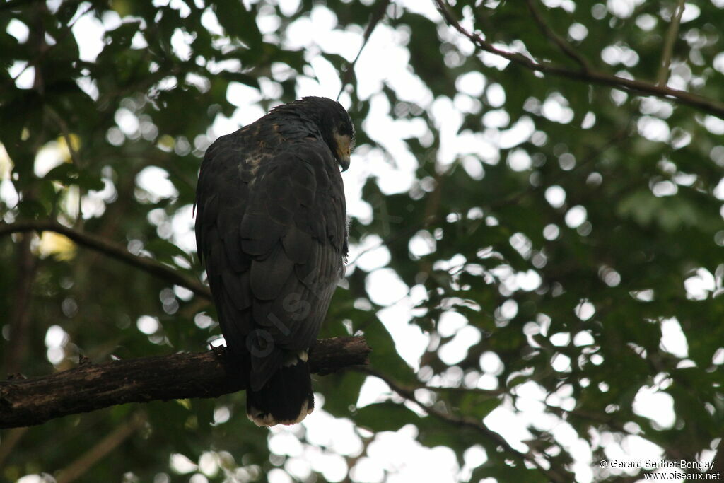 Common Black Hawk