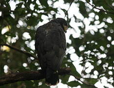 Common Black Hawk