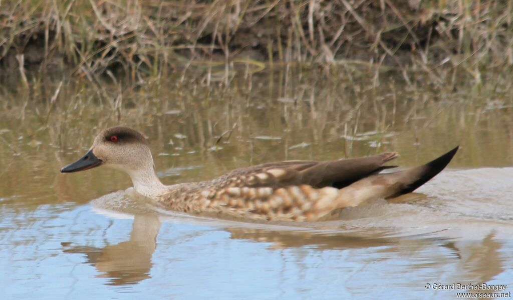 Canard huppé