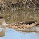 Canard huppé