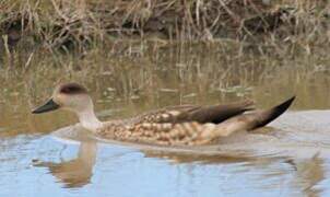 Canard huppé