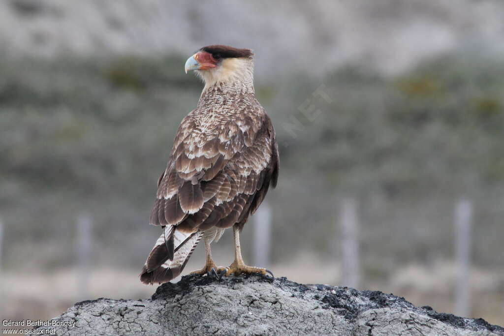 Caracara huppéadulte, pigmentation