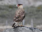 Caracara huppé