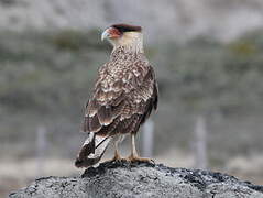 Crested Caracara