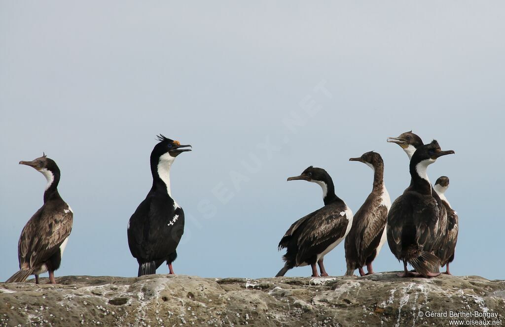 Cormoran impérial