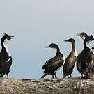 Cormoran impérial