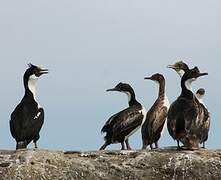 Imperial Shag