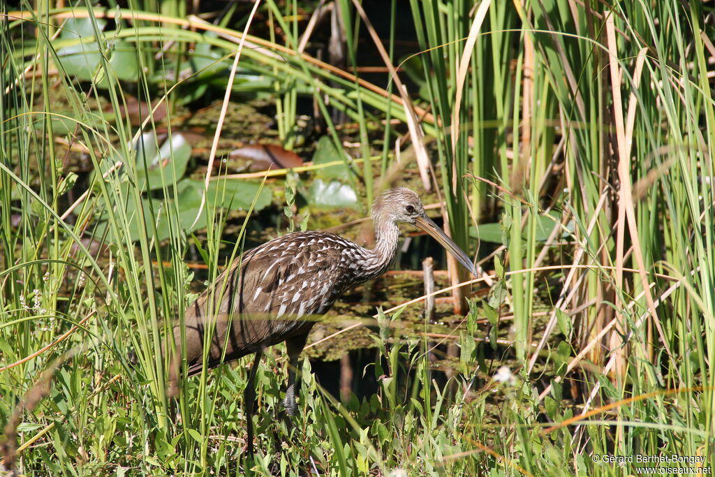 Limpkin