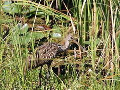 Limpkin