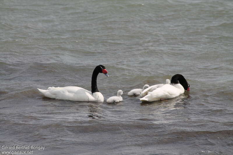 Black-necked Swan, pigmentation