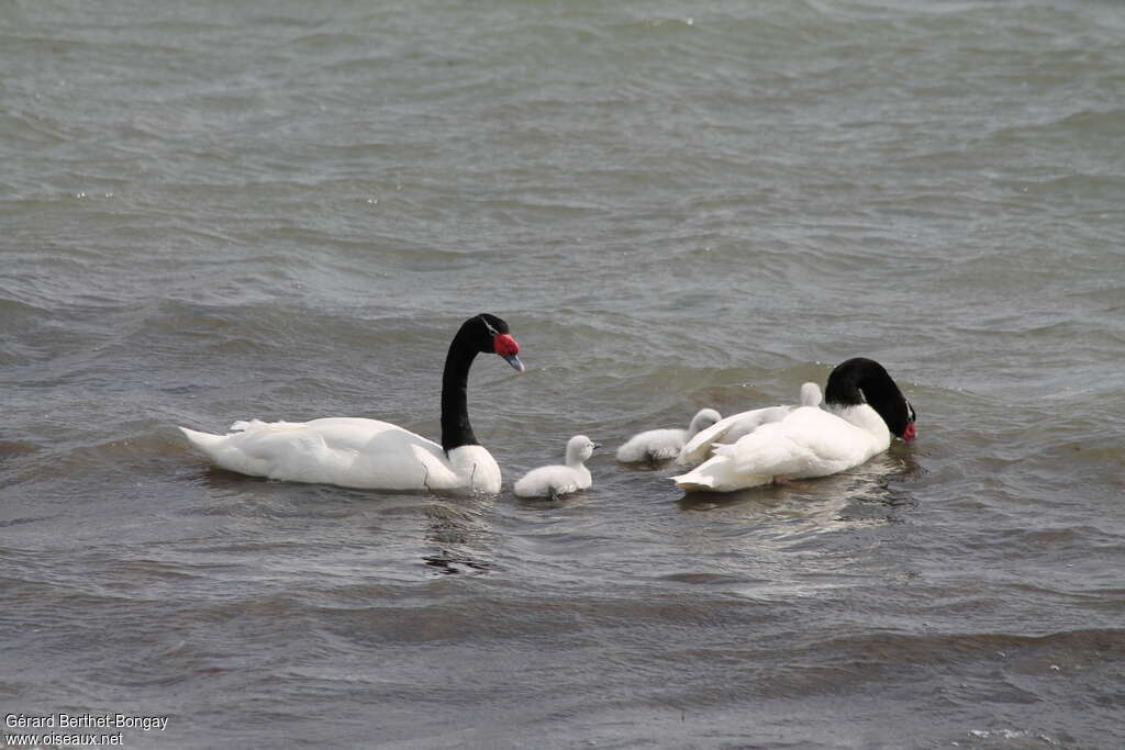 Cygne à cou noir, pigmentation