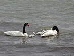 Cygne à cou noir