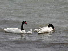 Black-necked Swan