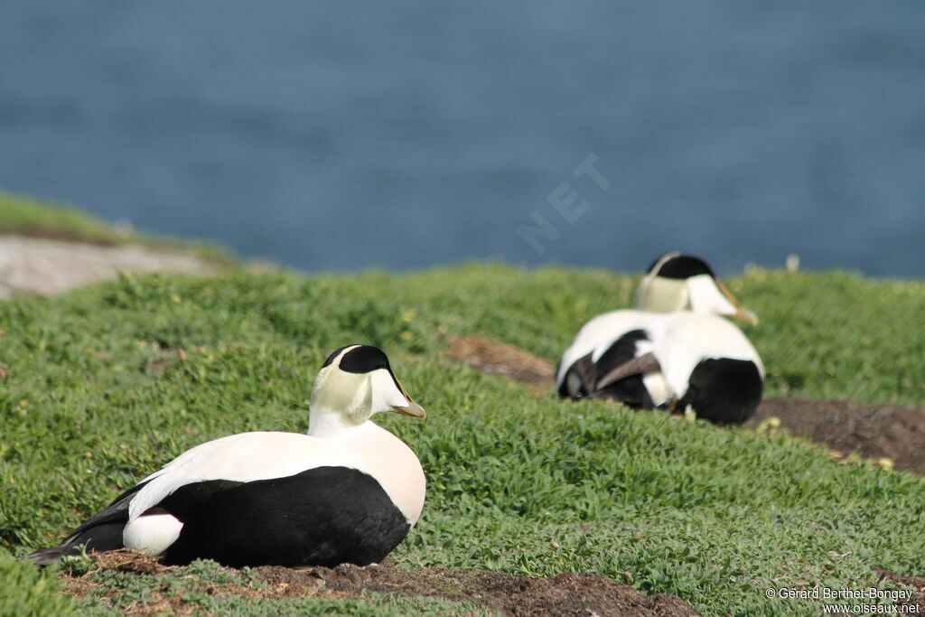 Eider à duvet