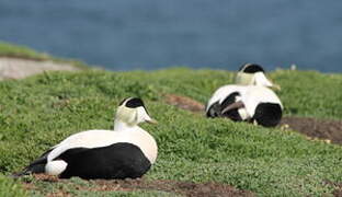 Common Eider