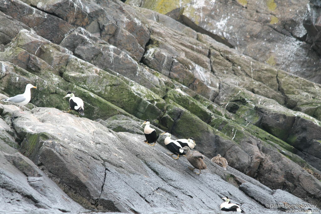 Eider à duvet