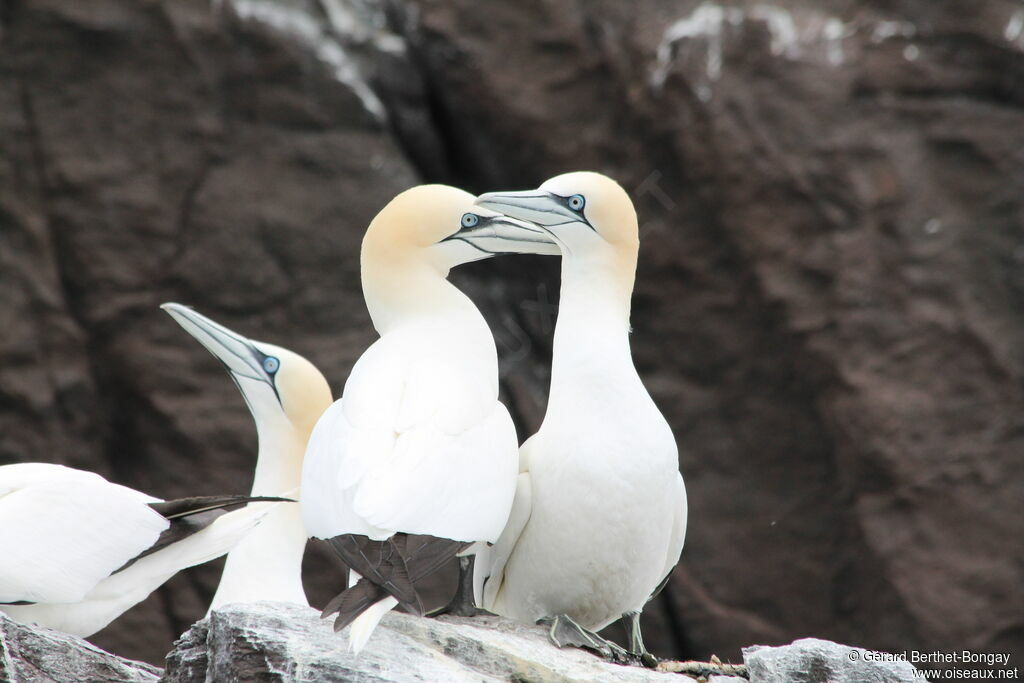 Northern Gannet