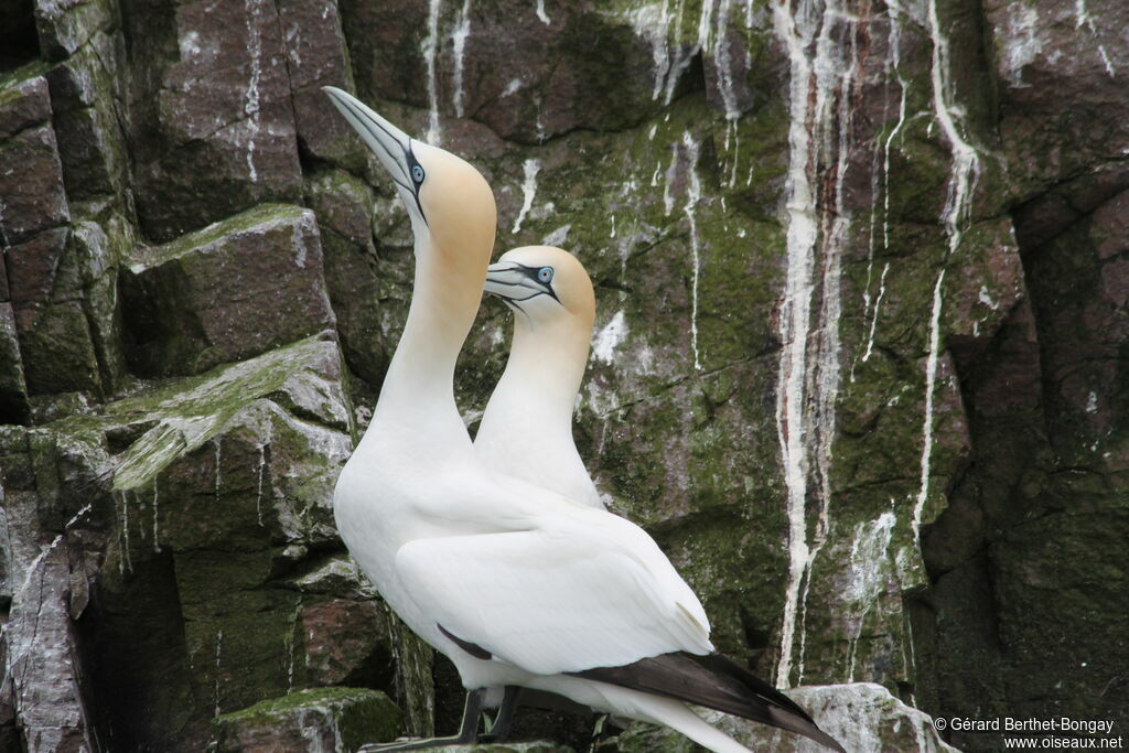 Northern Gannet